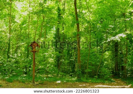 Healing green, sunny forest, bird's house