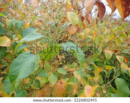 detail of autumn colored leaves on a tree branch