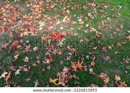 Autumn maple leaves on the grass in the park. yellow red autumn leaves