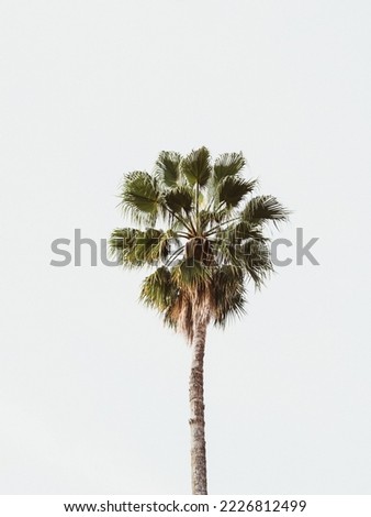 Single tall green palm against a white sky. Palm tree on white background