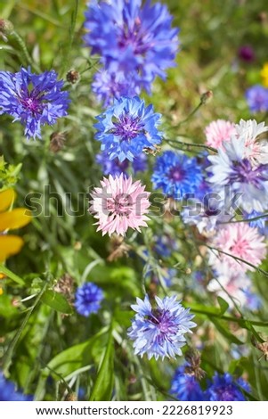 Blue flowers cornflowers in the garden. Cornflower in the flowerbed. Summer Blue wildflower. cornflowers.