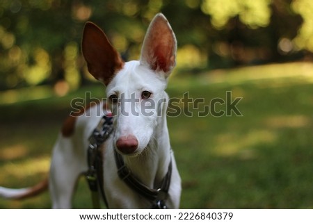 Ibizan hound puppy's portrait on the grass Royalty-Free Stock Photo #2226840379