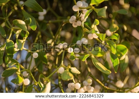 Landscape with mistletoe against the background of the rays of the sun