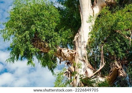 crown of eucalyptus tree against blue sky. Eucalyptus (Latin Eucalyptus) is an extensive genus of evergreen woody plants (trees and shrubs) of Myrtle family (Myrtaceae). Botany. Royalty-Free Stock Photo #2226849705