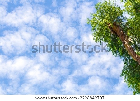 crown of eucalyptus tree against blue sky. Eucalyptus (Latin Eucalyptus) is an extensive genus of evergreen woody plants (trees and shrubs) of Myrtle family (Myrtaceae). Botany. Royalty-Free Stock Photo #2226849707