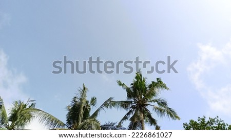 view of three coconut tree under the beautiful sky. clear background.