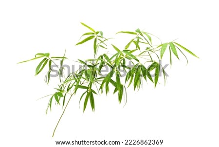 Bamboo leaves isolated on white background Royalty-Free Stock Photo #2226862369