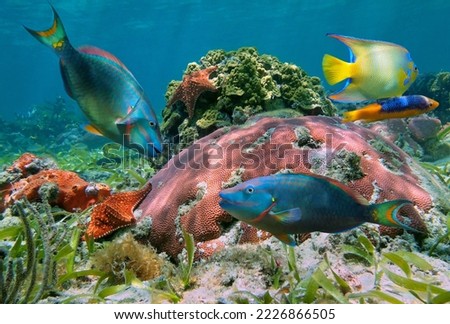 Colorful coral reef with tropical fish and starfish, Caribbean sea, Mexico