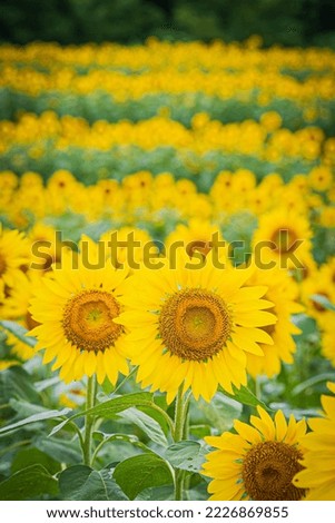 Japanese summer sunflower field scenery