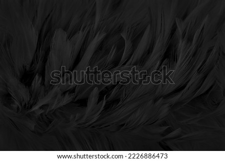 Beautiful black grey bird feathers pattern texture background.	