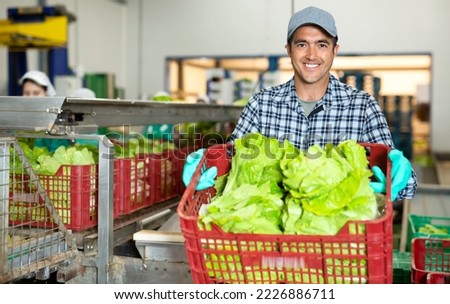 Portrait of man working on sorting line at vegetable warehouse, stacking boxes with selected lettuce