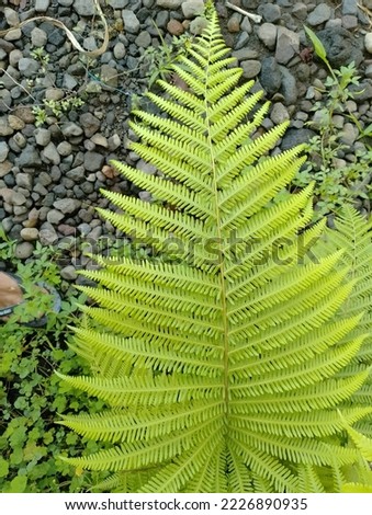 Ferns are spread in all parts of the world, except for areas with eternal snow and oceans