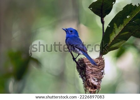 Black-naped Monarch
perched on wood The color stands out against the backdrop of natural green light.
