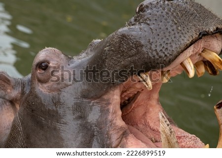 Hippopotamus open its mouth in a pond, close up portrait