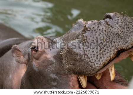 Hippopotamus open mouth in water with his mouth open wide, close up image