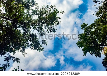 Towering trees are photographed pointing upwards