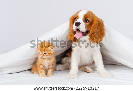 Puppy king charles spaniel sitting on bed next to kitten of scottish breed Royalty-Free Stock Photo #2226918217