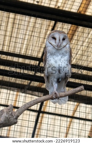 A white owl perched on a branch in a cage at a zoo