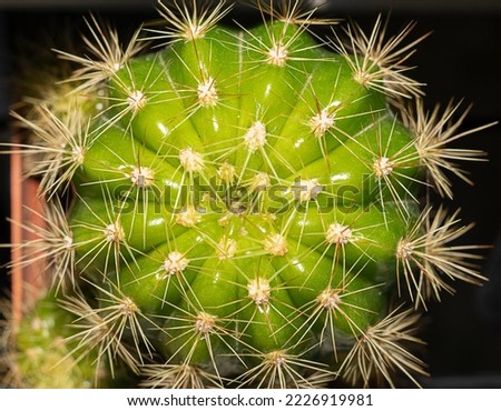 cactus, succulent, houseplant close up background