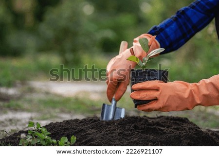 Human hand planting a light green tree save the earth and the concept of world environment day caring for nature and preserving the earth reducing global warming world environment day
