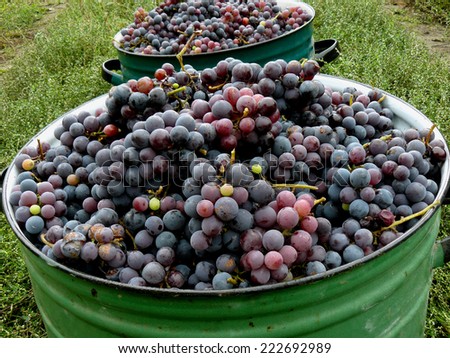 large pots full of fresh harvested grapes