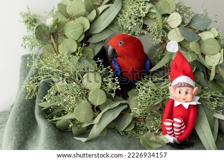 A female red and blue eclectus parrot sitting in a wreath with native australian foliage and a christmas elf Royalty-Free Stock Photo #2226934157