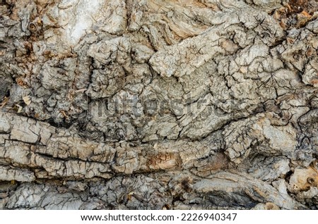 The texture of the bark of an old tree.