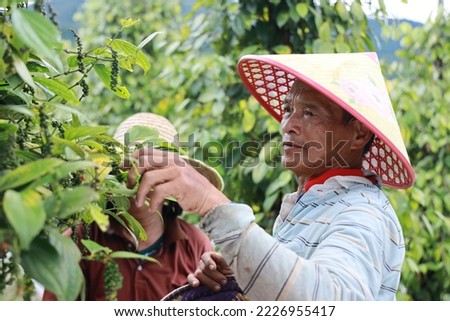 Indigenous pepper farmer on a pepper plantation in Sarawak, Malaysia Royalty-Free Stock Photo #2226955417