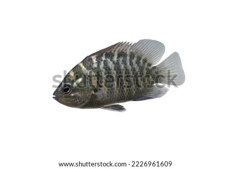 Striped tiger leaffish (Banded leaffish, Malayan leaffish) on isolated white background. Pristolepis fasciata is freshwater fish of the inland waters of southeast Asia, family Pristolepididae