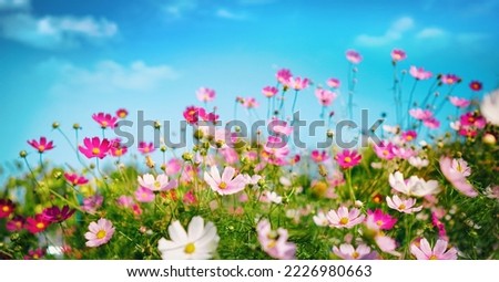 Multicolored cosmos flowers in meadow in spring summer nature against blue sky. Selective soft focus. Royalty-Free Stock Photo #2226980663