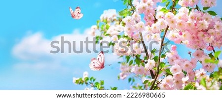 Large-format spring image of blooming nature. Branches of pink cherry blossoms and fluttering butterflies against a blue sky with clouds on bright sunny day.
