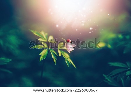 Beautiful white forest flowers anemones and ladybug in sunlight on on a dark  background. Elegant exquisite tender artistic image of spring nature macro.