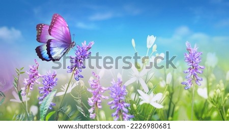 Purple butterfly on wild white violet flowers in grass against blue sky, macro. Spring summer fresh artistic image of beauty nature..