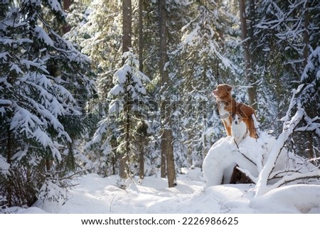 Nova scotia duck tolling retriever in a snowy forest. Dog outdoors in nature
