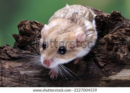 Gerbil fat tail on wood , cute pet rodent, animals closeup