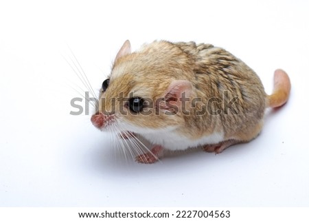 Gerbil fat tail isolated on white background , cute pet rodent, animals closeup