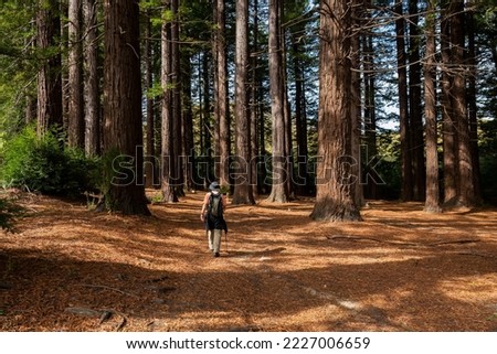 Man hiking Te Mata Peak track in the Redwoods forest. Hawke’s Bay. New Zealand. Royalty-Free Stock Photo #2227006659