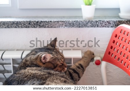 A cute gray cat with green eyes is resting near a warm radiator on a chair. The concept of increasing prices for heating apartments in winter, the energy crisis.Shallow depth of field, selective focus