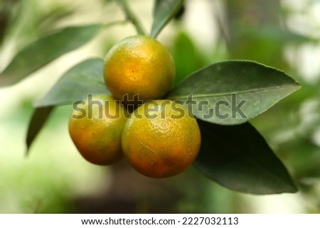 Hanging ripe citrus fruits on a branch 