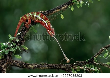 The Ambilobe Panther Chameleon (Furcifer pardalis) catches its prey by sticking out its tongue. Royalty-Free Stock Photo #2227036203