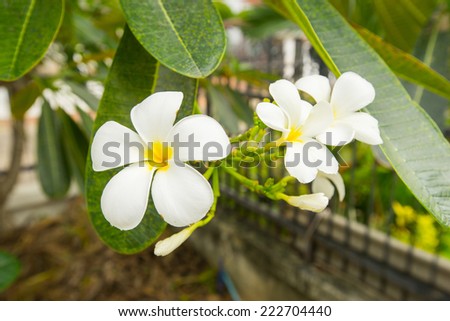white Lee-La-Wa-Dee flowers in thailand with dark black green background