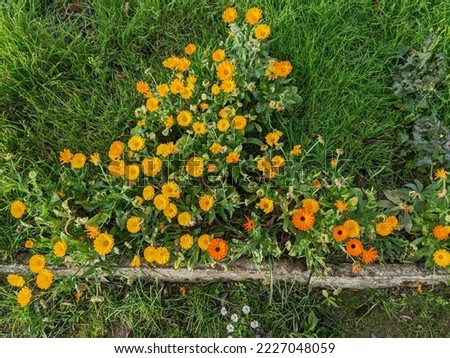 Yellow and Orange Marigolds in Green Grass