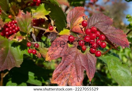 Close up of red rowan berries. The leaves of the bush have turned autumnal.