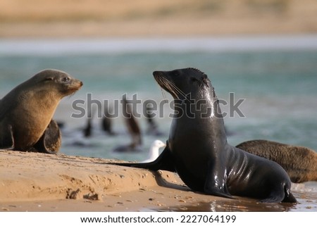 Long nosed fur seals rest at the Murray Mouth in the Coorong, South Australia Royalty-Free Stock Photo #2227064199