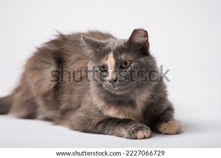 Little cute cat lying down photographed in the studio