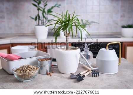 Potted Dracaena house plant on concrete table at home Royalty-Free Stock Photo #2227076011