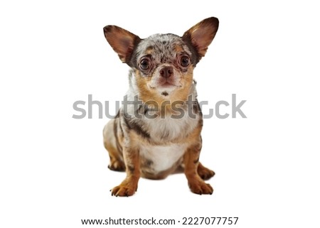 Fat pregnant short haired chihuahua dog with big ears isolated on white background, cute adorable little chihuahua dog. Funny brown pregnant chihuahua dog breed thoughtfully looks around