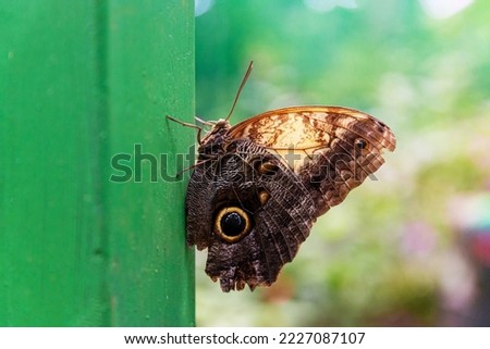 Owl Butterfly captured in nature in Costa Rica