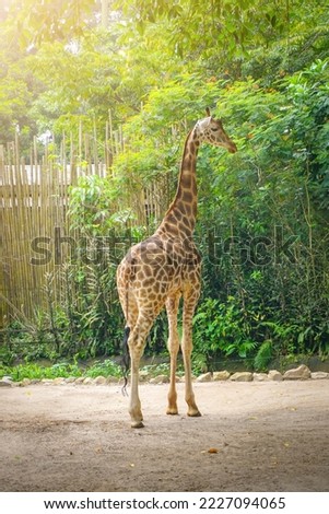 The giraffe in the zoo. (Giraffa camelopardalis) is an African even-toed ungulate mammal, the tallest of all extant land-living animal species, and the largest ruminant.