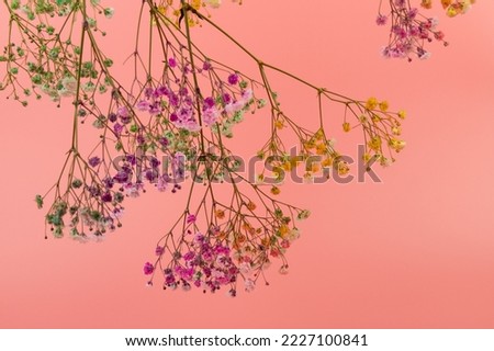 Floral beautiful pastel pink background. Colorful small flowers. Flowers Gypsophila. Copy space.
